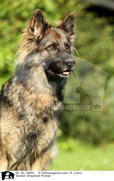 German Shepherd Portrait / KL-16850