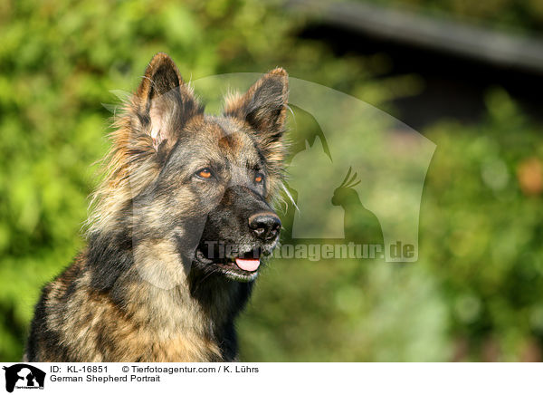 German Shepherd Portrait / KL-16851