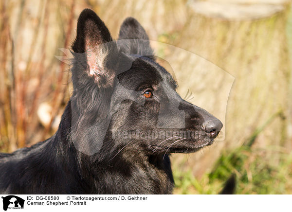 German Shepherd Portrait / DG-08580
