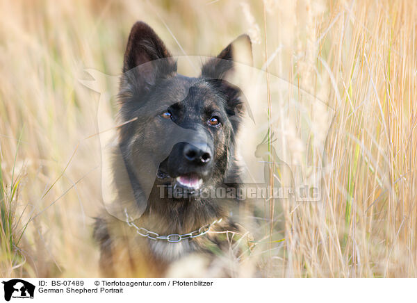 German Shepherd Portrait / BS-07489