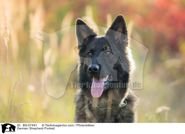 German Shepherd Portrait / BS-07491