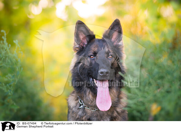 German Shepherd Portrait / BS-07494