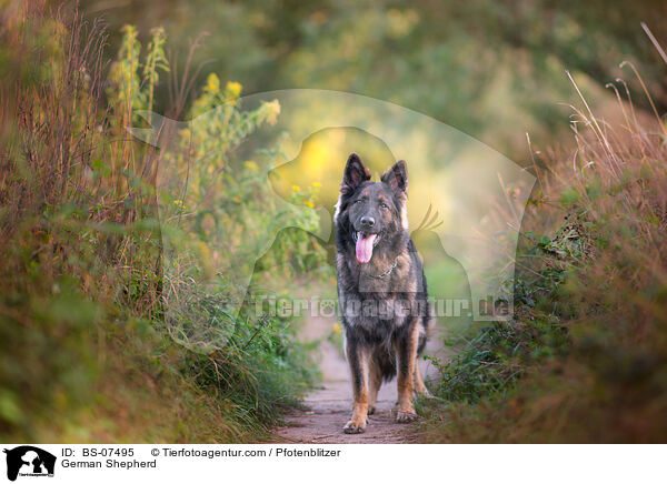 German Shepherd / BS-07495