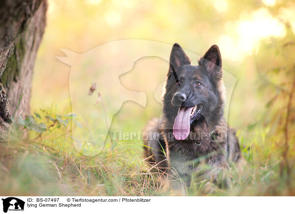 lying German Shepherd / BS-07497