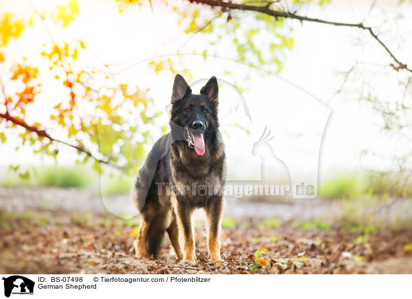 German Shepherd / BS-07498