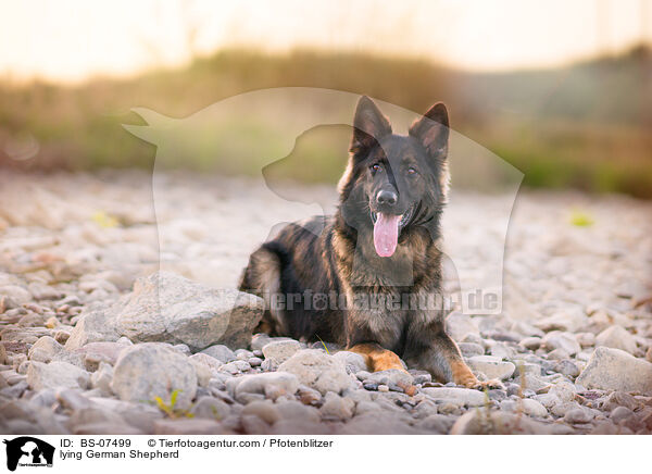 lying German Shepherd / BS-07499