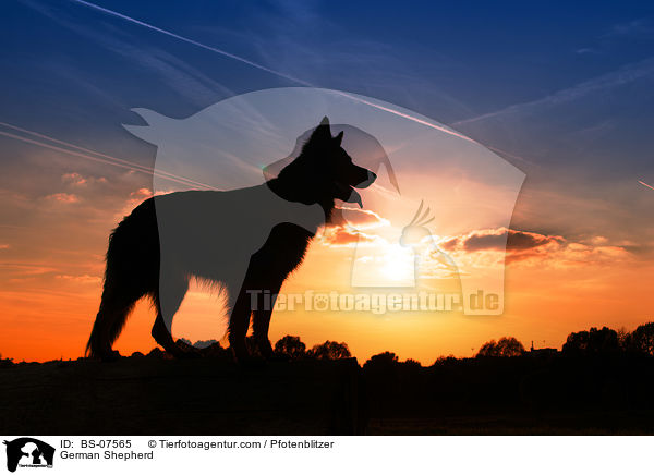 German Shepherd / BS-07565