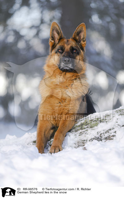 German Shepherd lies in the snow / RR-98576
