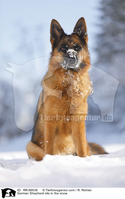 German Shepherd sits in the snow / RR-98636