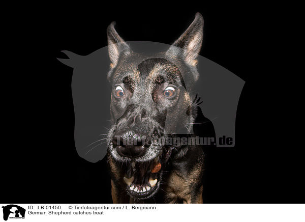 Deutscher Schferhund fngt Leckerli / German Shepherd catches treat / LB-01450