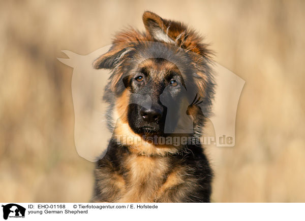 young German Shepherd / EHO-01168