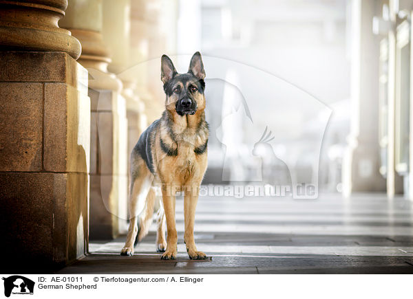 Deutscher Schferhund / German Shepherd / AE-01011