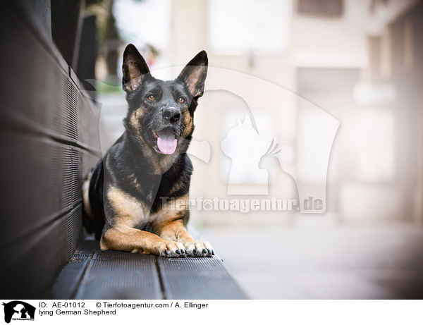 liegender Deutscher Schferhund / lying German Shepherd / AE-01012