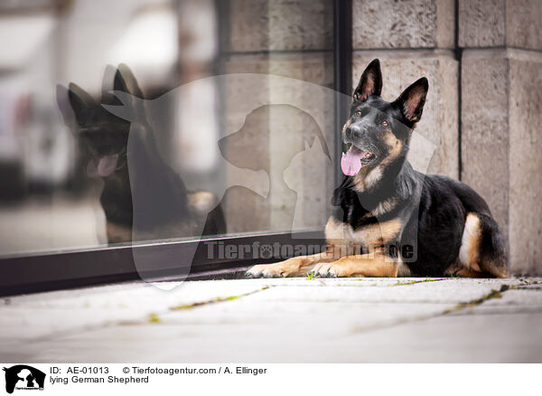 liegender Deutscher Schferhund / lying German Shepherd / AE-01013