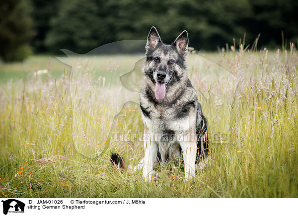 sitting German Shepherd / JAM-01026