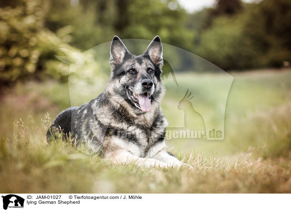 liegender Deutscher Schferhund / lying German Shepherd / JAM-01027