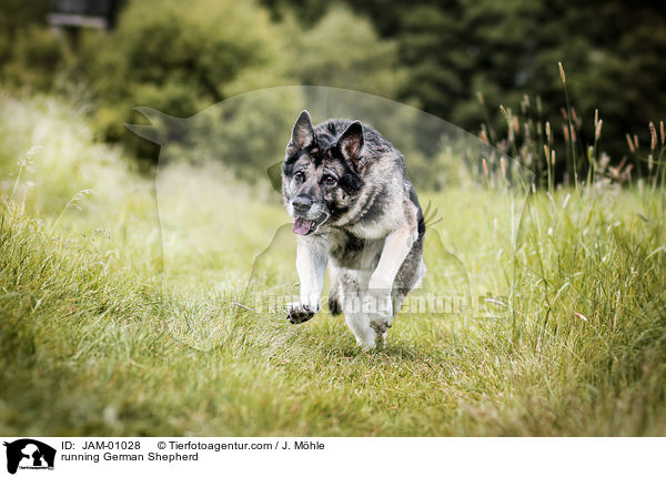 running German Shepherd / JAM-01028