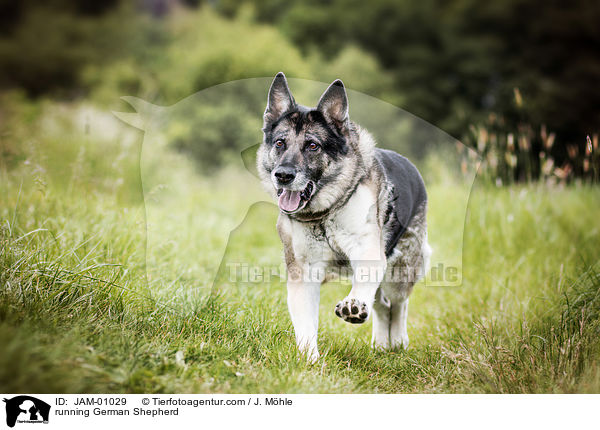 rennender Deutscher Schferhund / running German Shepherd / JAM-01029