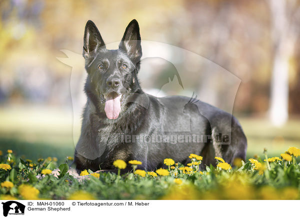 Deutscher Schferhund / German Shepherd / MAH-01060