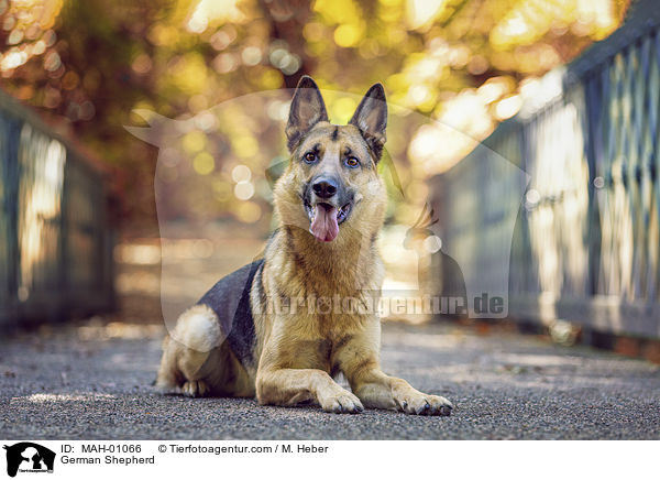 Deutscher Schferhund / German Shepherd / MAH-01066