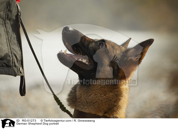 German Shepherd Dog portrait / RG-01273