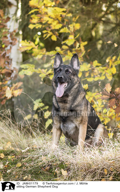 sitzender Deutscher Schferhund / sitting German Shepherd Dog / JAM-01179