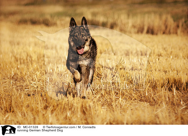 rennender Deutscher Schferhund / running German Shepherd Dog / MC-01328