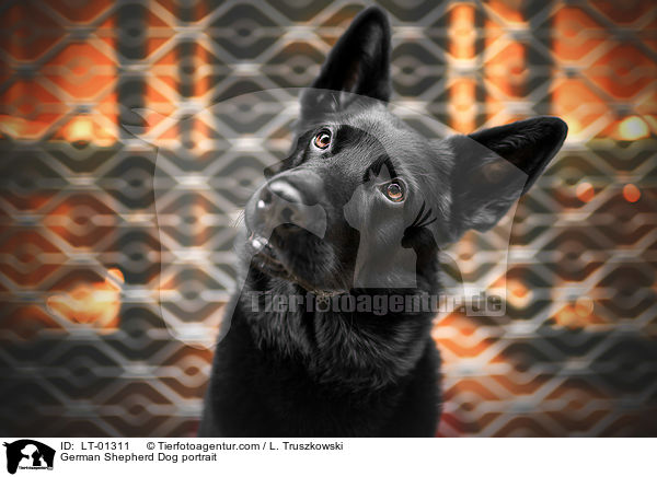 Deutscher Schferhund Portrait / German Shepherd Dog portrait / LT-01311