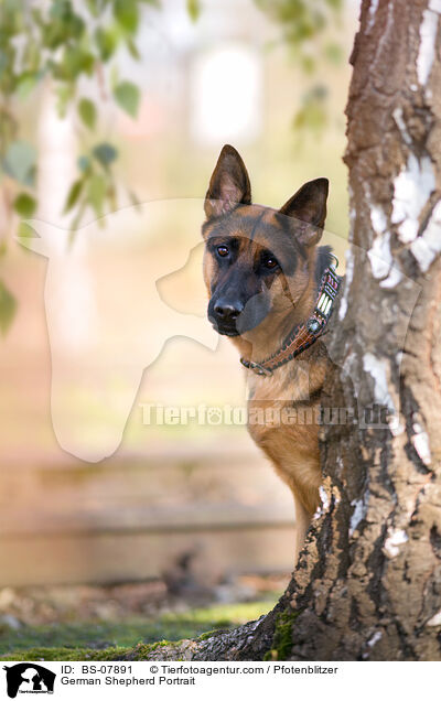 Deutscher Schferhund Portrait / German Shepherd Portrait / BS-07891