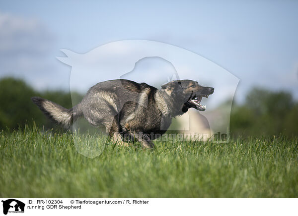 running GDR Shepherd / RR-102304