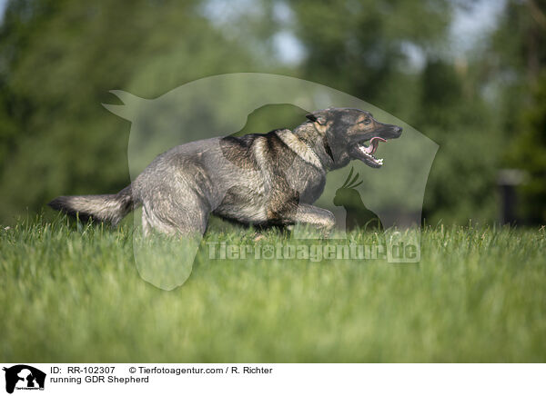 running GDR Shepherd / RR-102307