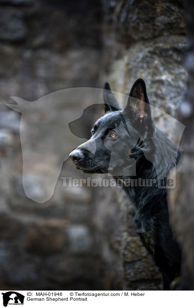 Deutscher Schferhund Portrait / German Shepherd Porrtrait / MAH-01946