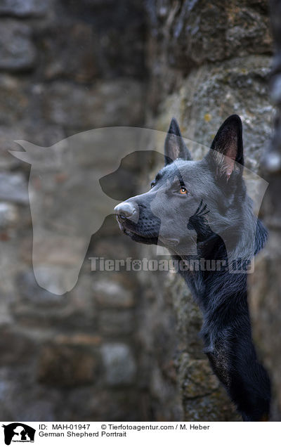Deutscher Schferhund Portrait / German Shepherd Porrtrait / MAH-01947