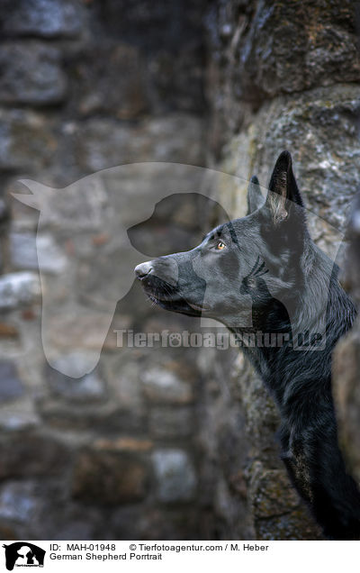 Deutscher Schferhund Portrait / German Shepherd Porrtrait / MAH-01948