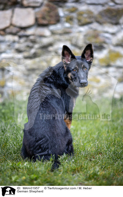 Deutscher Schferhund / German Shepherd / MAH-01957