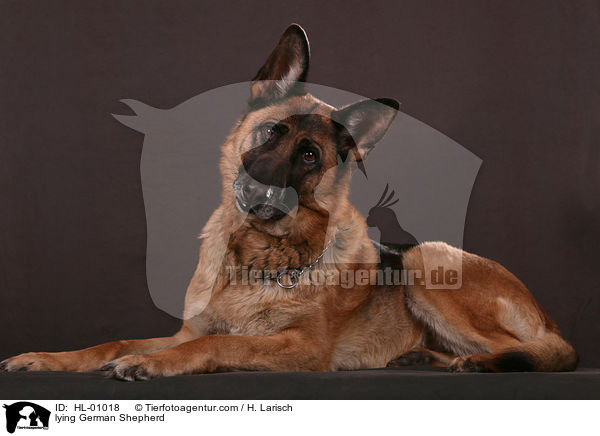 liegender Deutscher Schferhund / lying German Shepherd / HL-01018