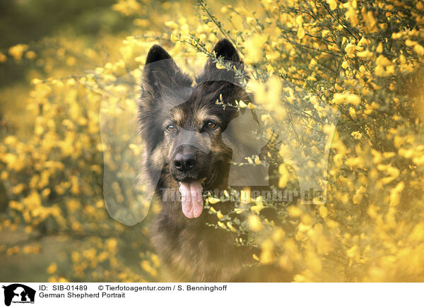 German Shepherd Portrait / SIB-01489