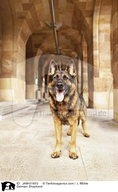 Deutscher Schferhund / German Shepherd / JAM-01853
