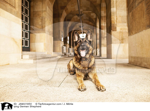 liegender Deutscher Schferhund / lying German Shepherd / JAM-01854