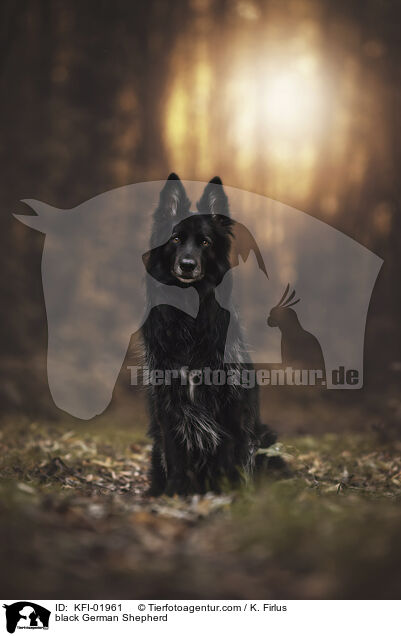 black German Shepherd / KFI-01961