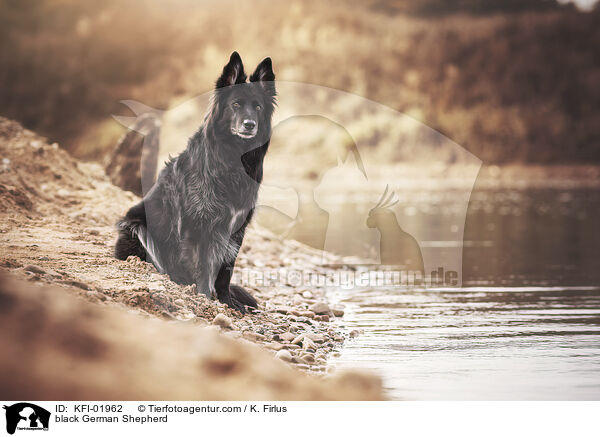 black German Shepherd / KFI-01962