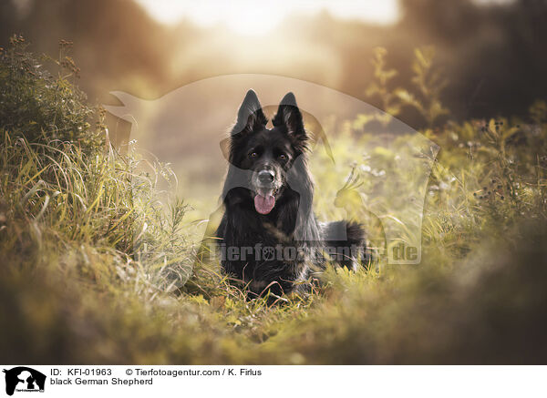 black German Shepherd / KFI-01963