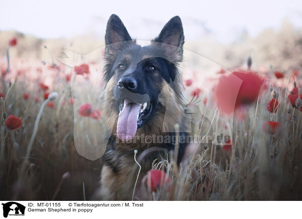 German Shepherd in poppy / MT-01155