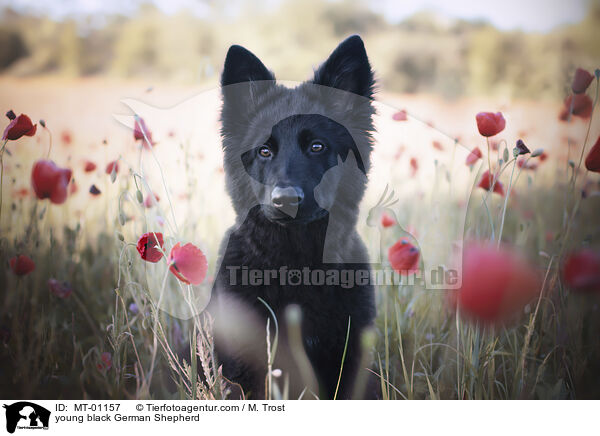 young black German Shepherd / MT-01157