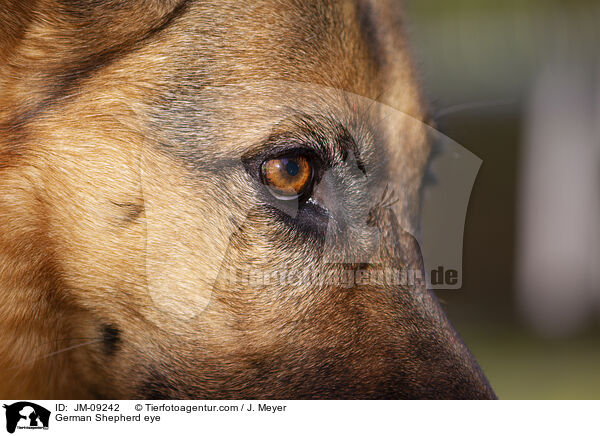 German Shepherd eye / JM-09242