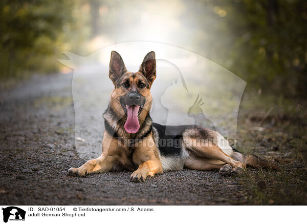 erwachsener Deutscher Schferhund / adult German Shepherd / SAD-01054