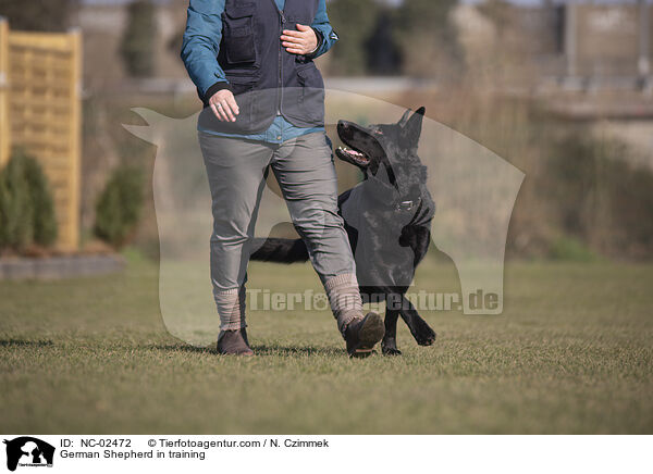 German Shepherd in training / NC-02472