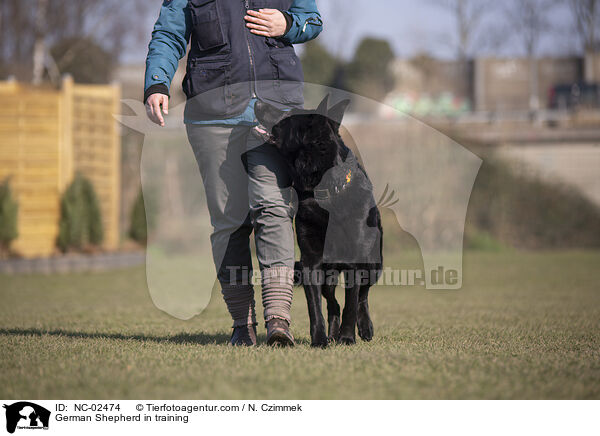 German Shepherd in training / NC-02474