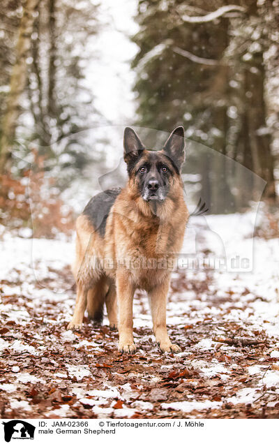 male German Shepherd / JAM-02366