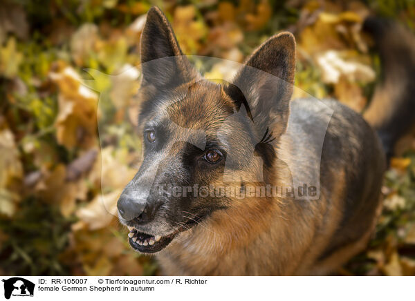 Deutscher Schferhund Hndin im Herbst / female German Shepherd in autumn / RR-105007